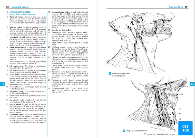Thieme Pocket Atlas of Human Anatomy - Sample Pages