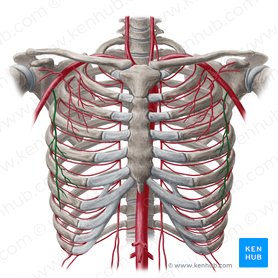 Arteria thoracica lateralis (Seitliche Brustkorbarterie); Bild: Yousun Koh