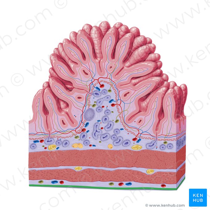 Mesothelium (Mesothel); Bild: Paul Kim