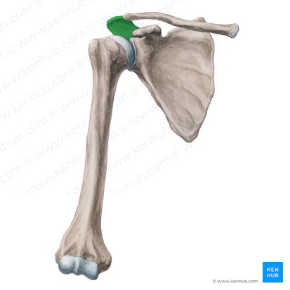 Acromion of scapula (Acromion scapulae); Image: Yousun Koh