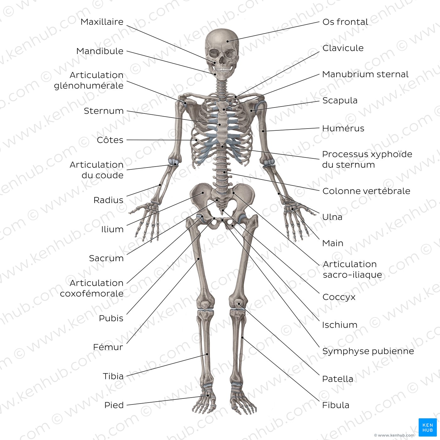 Système squelettique (schéma)