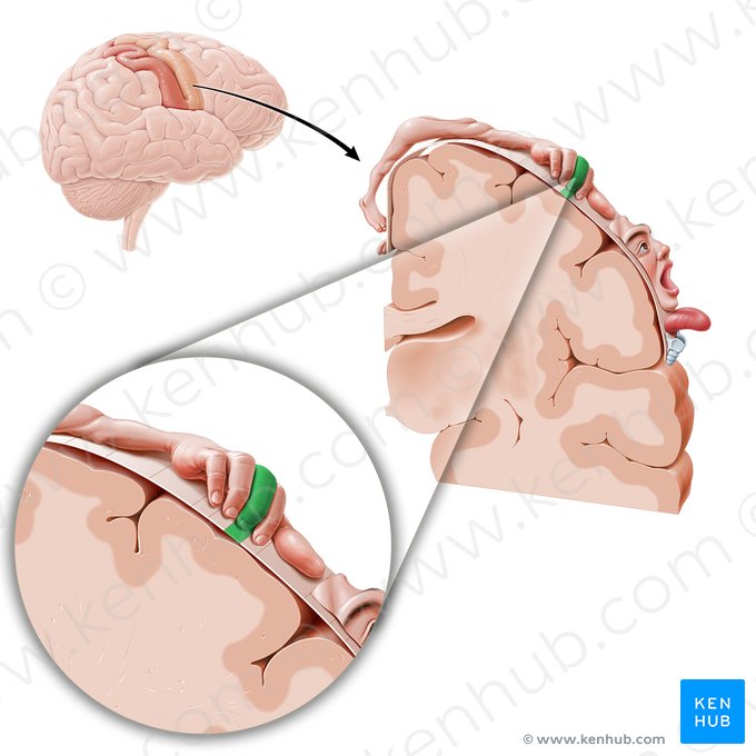 Motor cortex of middle finger (Cortex motorius digiti medii manus); Image: Paul Kim