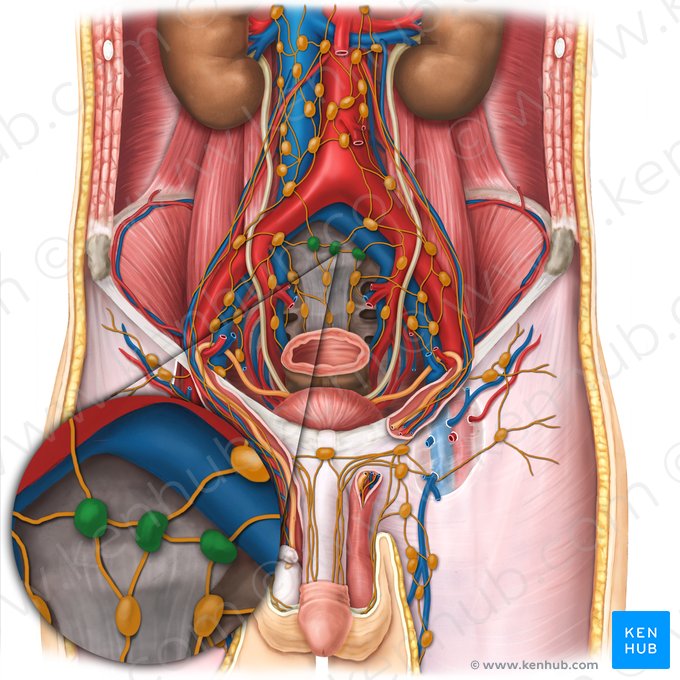 Promontorial lymph nodes (Nodi lymphoidei promontorii); Image: Esther Gollan