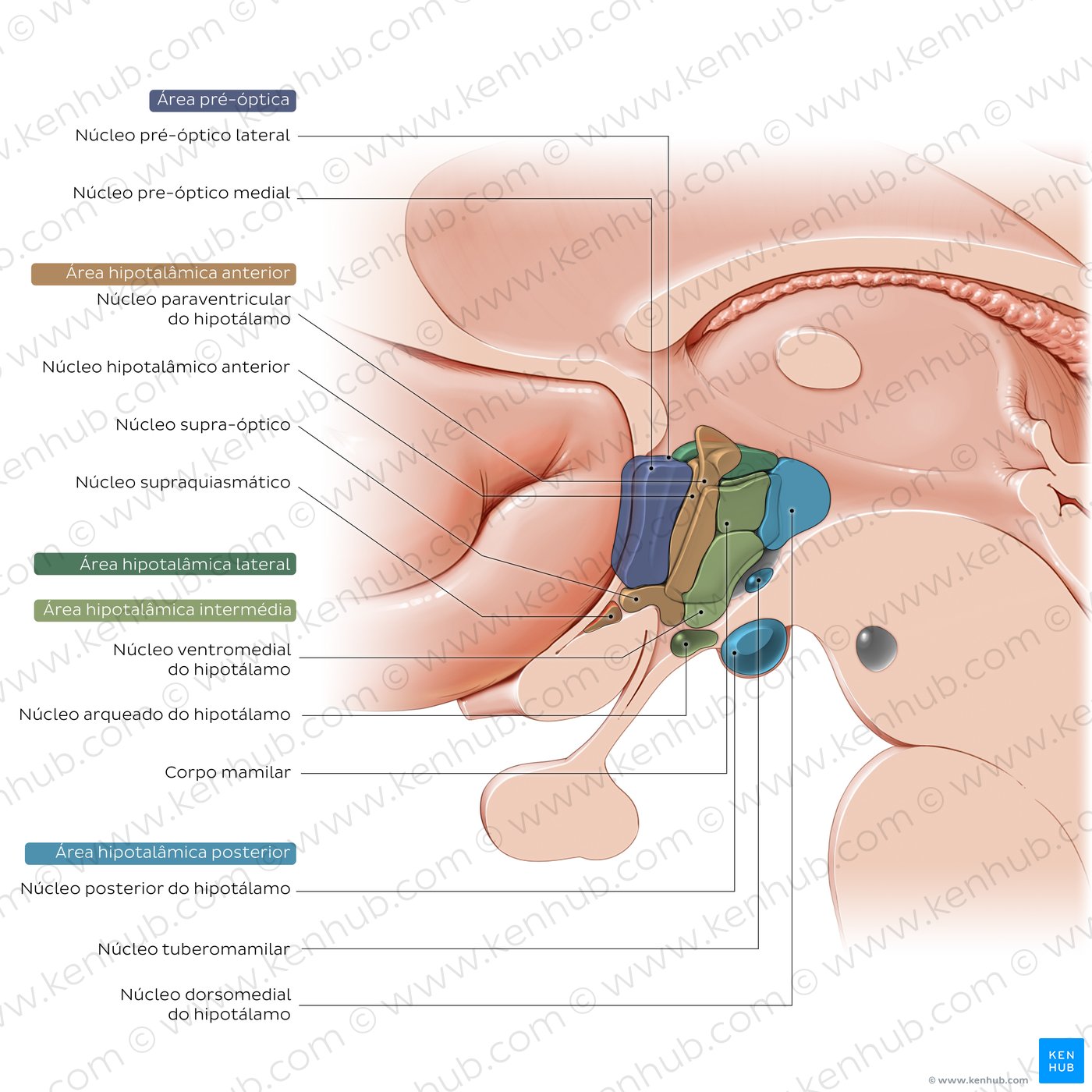 Hypothalamus: nuclei