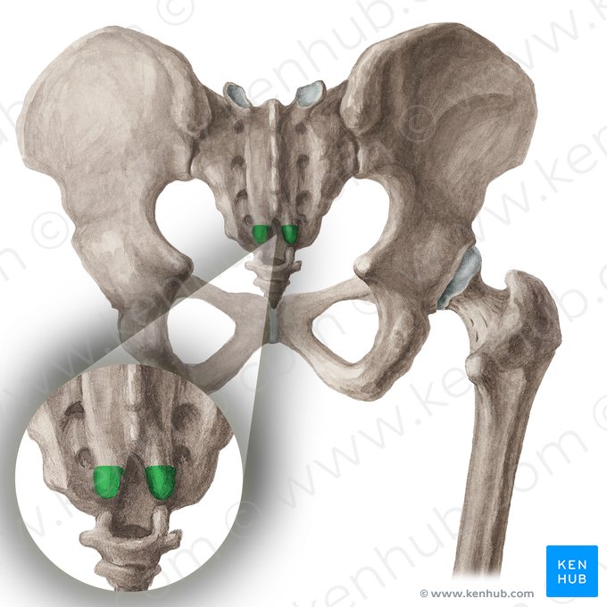 Sacral cornu (Cornu sacrale); Image: Liene Znotina