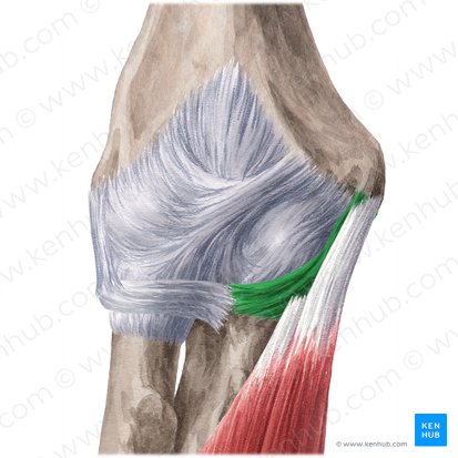 Ligamento colateral ulnar da articulação do cotovelo (Ligamentum collaterale ulnare cubiti); Imagem: Yousun Koh