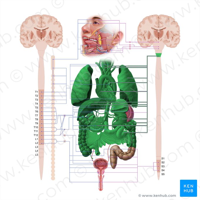 Vagus nerve (Nervus vagus); Image: Paul Kim