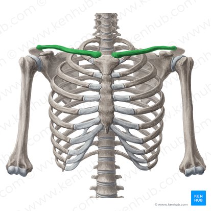 Clavícula (Clavicula); Imagen: Yousun Koh