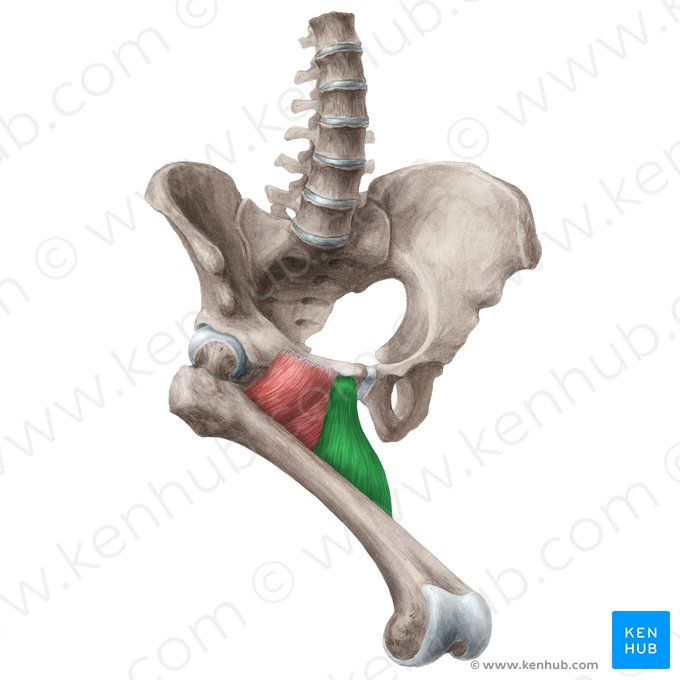 Músculo adutor longo (Musculus adductor longus); Imagem: Liene Znotina