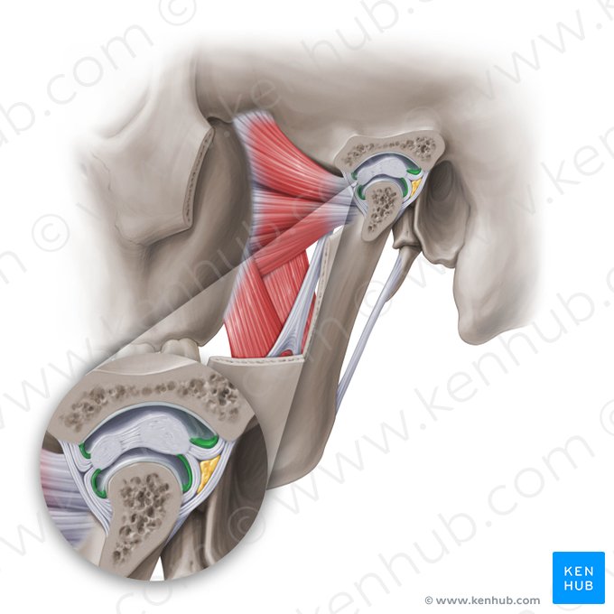 Membrana sinovial de la articulación temporomandibular (Stratum synoviale articulationis temporomandibularis); Imagen: Paul Kim