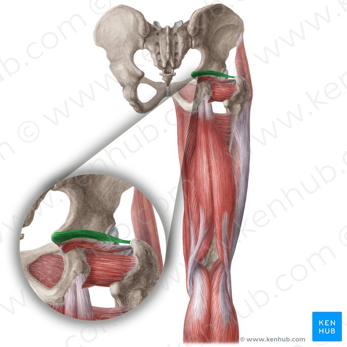 Músculo gemelo superior (Musculus gemellus superior); Imagen: Liene Znotina