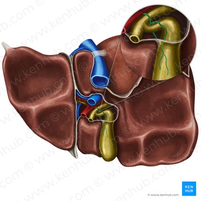 Cystic artery (Arteria cystica); Image: Irina Münstermann