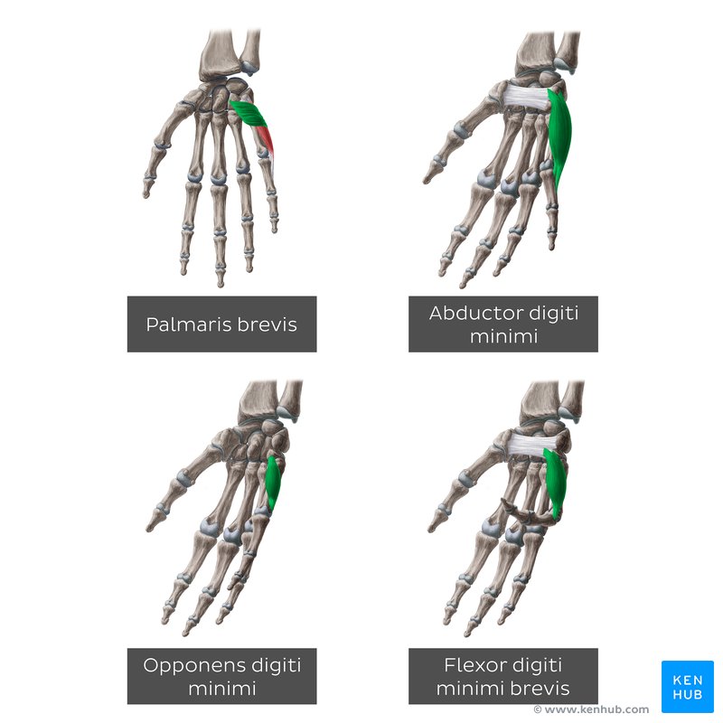 Muscles of the hypothenar eminence: abductor digiti minimi, flexor digiti minimi, opponens digiti minimi, and palmaris brevis.