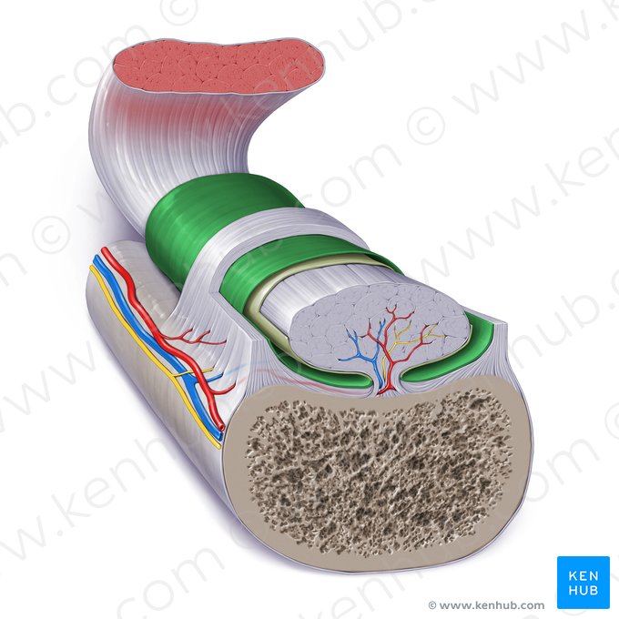 Capa sinovial externa de la vaina tendinosa (Stratum synovalis externus vaginae tendinis); Imagen: Paul Kim