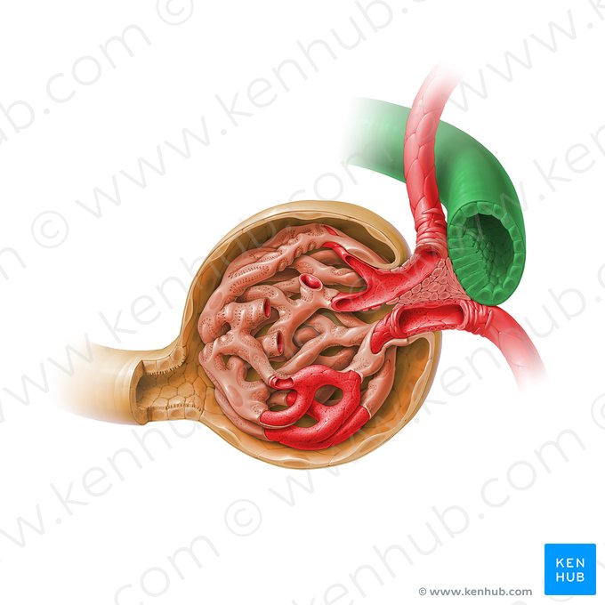 Distal straight tubule (Pars recta tubuli distalis); Image: Paul Kim