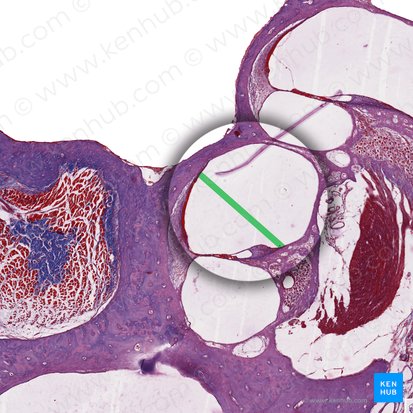 Membrana vestibular de la cóclea (Membrana vestibularis ductus cochlearis); Imagen: 