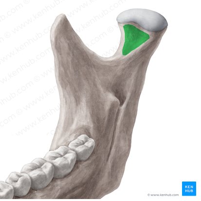 Fóvea pterigóidea da mandíbula (Fovea pterygoidea mandibulae); Imagem: Yousun Koh
