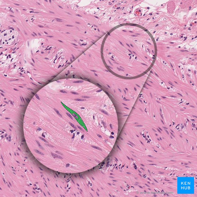 Sarcoplasm (Sarcoplasma); Image: 