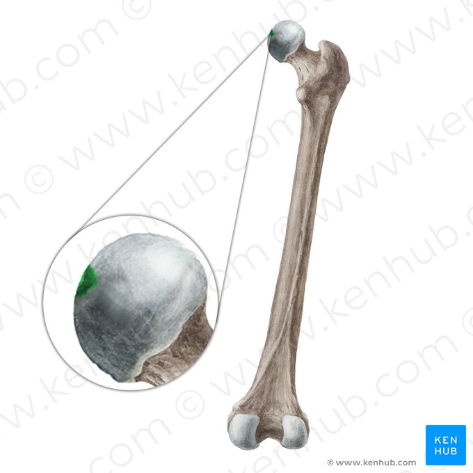 Fovea for ligament of head of femur (Fovea capitis ossis femoris); Image: Liene Znotina