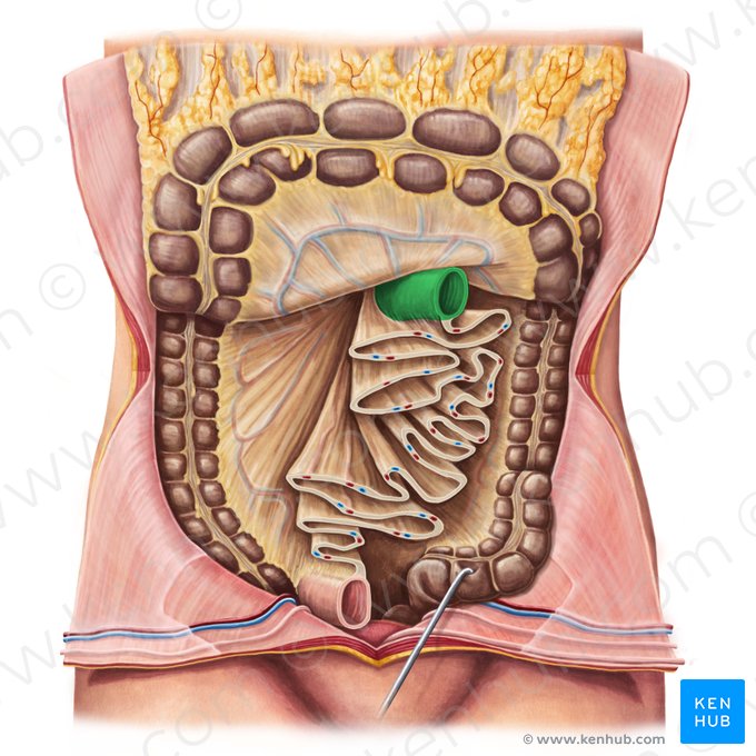 Jejunum (Leerdarm); Bild: Irina Münstermann