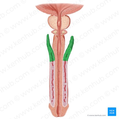 Crus of penis (Crus penis); Image: Samantha Zimmerman