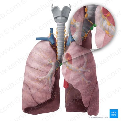 Inferior tracheobronchial lymph nodes (Nodi lymphoidei tracheobronchiales inferiores); Image: Begoña Rodriguez