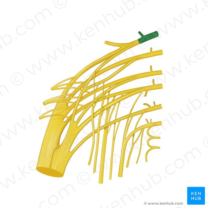 Spinal nerve L4 (Nervus spinalis L4); Image: Begoña Rodriguez