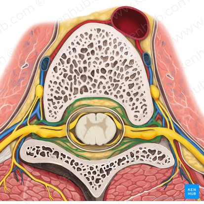 Ramos meníngeos recurrentes del nervio espinal (Rami meningei recurrentes nervi spinalis); Imagen: Rebecca Betts