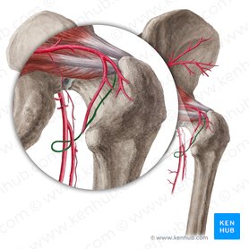 Artéria circunflexa femoral medial (Arteria circumflexa medialis femoris); Imagem: Liene Znotina