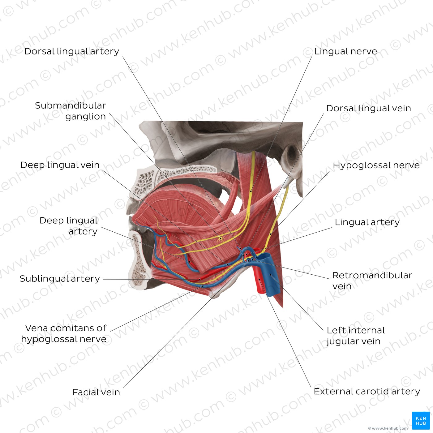 Neurovasculature of the tongue (lateral-left view)