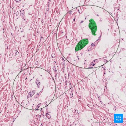 Submucosal plexus (of Meissner) (Plexus nervosus submucosus); Image: 