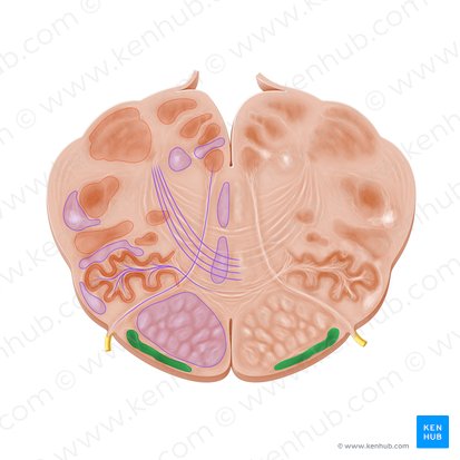 Arcuate nucleus of medulla oblongata (Nucleus arcuatus medullae oblongatae); Image: Paul Kim