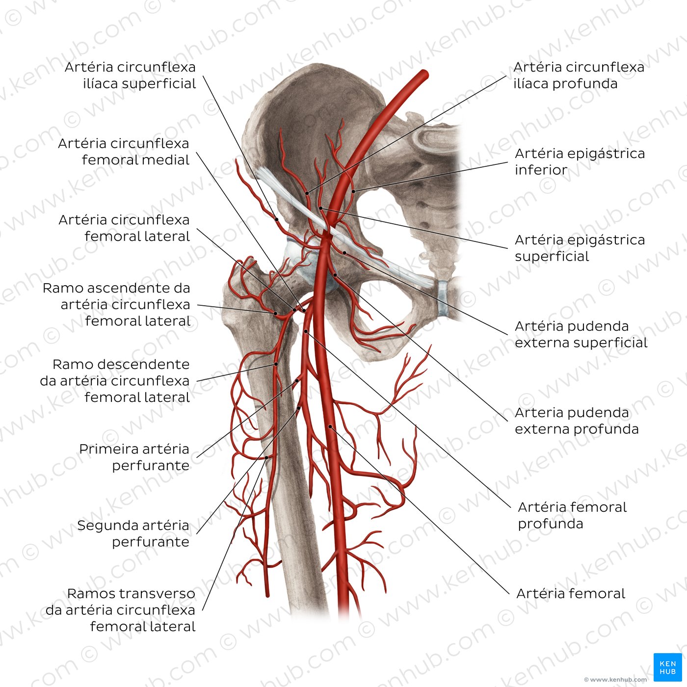 Artéria femoral e seus ramos - vista anterior