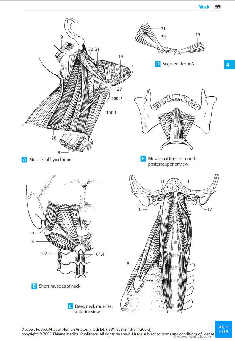 Thieme Pocket Atlas of Human Anatomy - Sample Illustrations