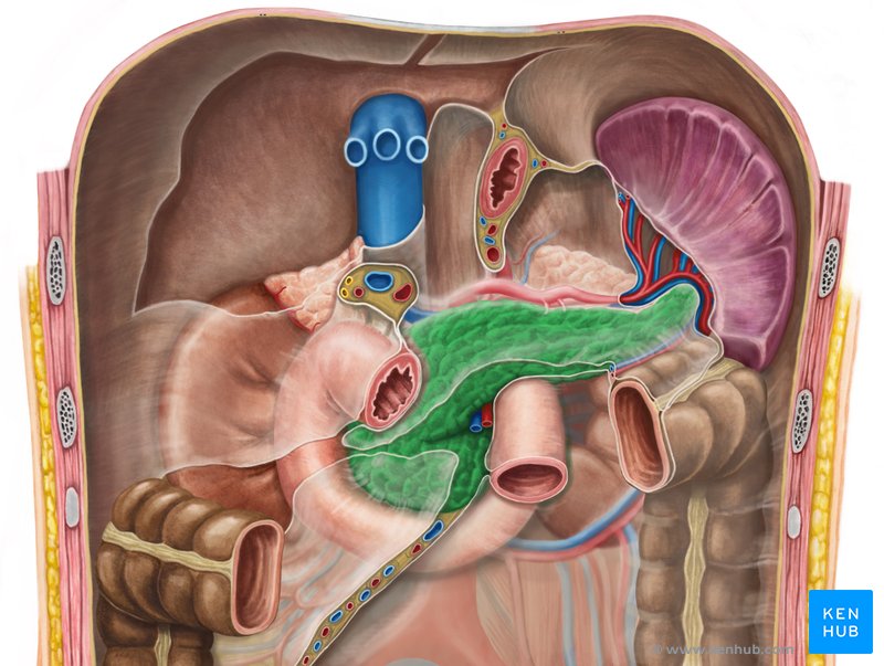 Pancreas - ventral view