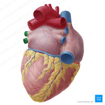 Venae pulmonales sinistrae (Linke Lungenvenen); Bild: Yousun Koh