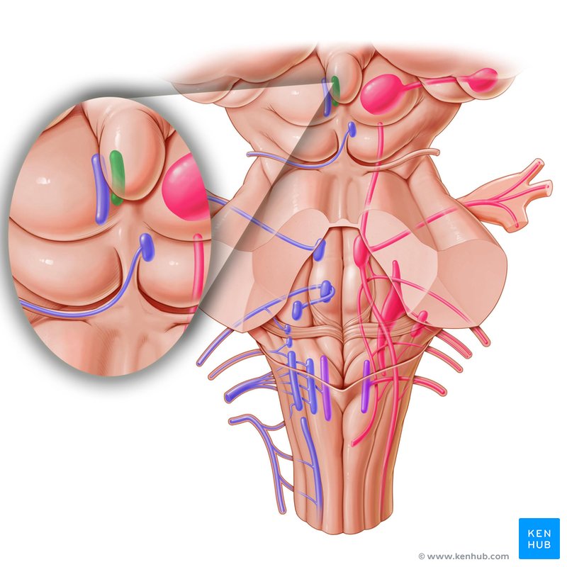 Edinger-Westphal nucleus - dorsal view