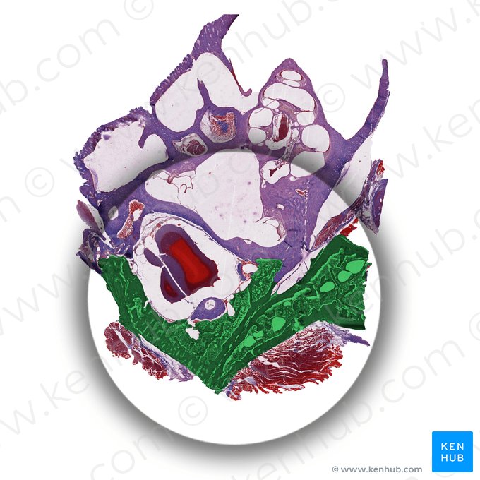 Cellulae mastoideae (Mastoidzellen); Bild: 