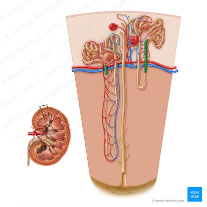 Túbulo recto proximal (Pars recta tubuli proximalis); Imagen: Paul Kim