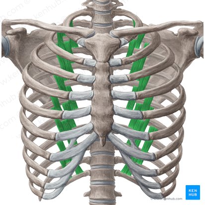 Músculos subcostales (Musculi subcostales); Imagen: Yousun Koh