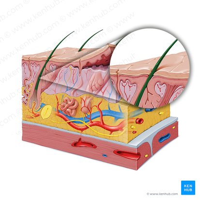 Integumentary system: Definition, diagram and function | Kenhub