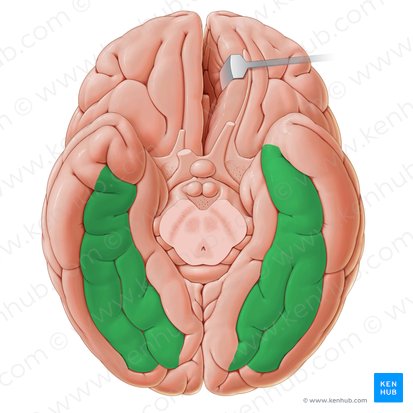 Giro occipitotemporal (Gyri occipitotemporales); Imagen: Paul Kim