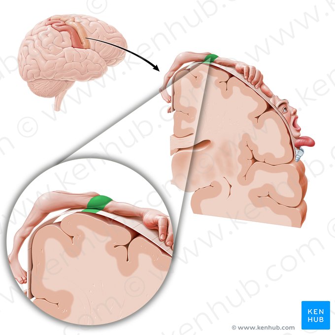 Corteza motora del hombro (Cortex motorius regionis omi); Imagen: Paul Kim
