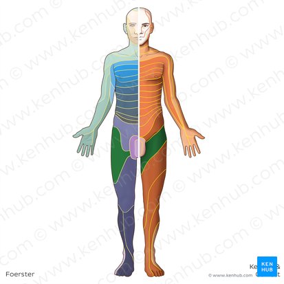 L2 dermatome (Dermatoma L2); Image: Irina Münstermann