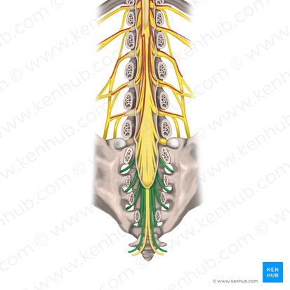 Nervios espinales S1 - S5 (Nervi spinales S1-S5); Imagen: Rebecca Betts