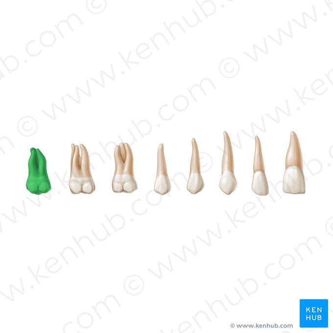3rd molar tooth (Dens molaris 3); Image: Paul Kim
