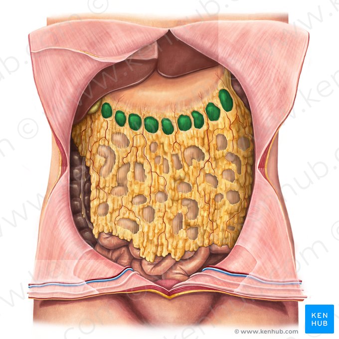 Colon transversum (Querverlaufender Dickdarm); Bild: Irina Münstermann