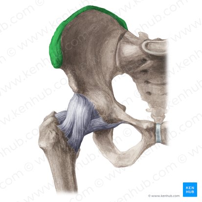 Iliac crest (Crista iliaca); Image: Liene Znotina