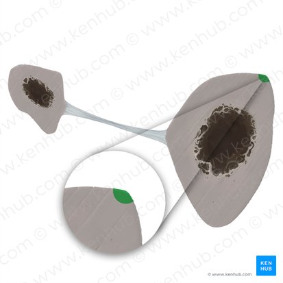 Borda medial da tíbia (Margo medialis tibiae); Imagem: Tal Bavli Ziv