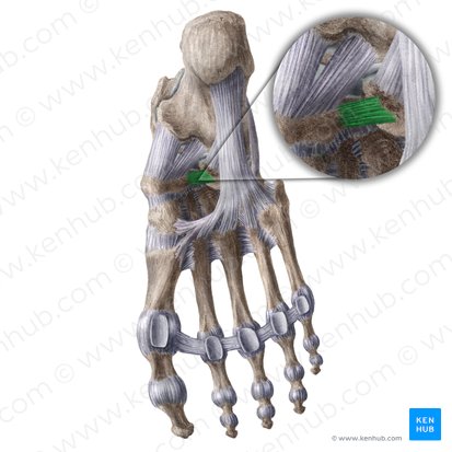 Plantar cuboideonavicular ligament (Ligamentum cuboideonaviculare plantare); Image: Liene Znotina